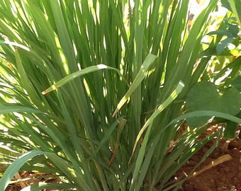 10 Lemongrass Live Plants, Fully Rooted, Herb Garden