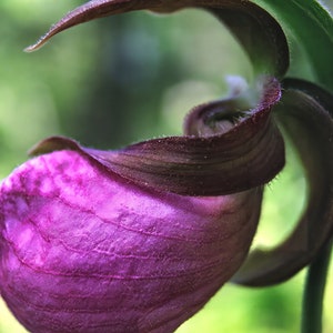 Stampa su tela o carta con coccinella in velluto viola
