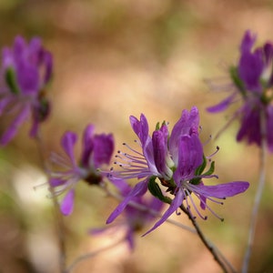 Elegante rosa Rhodora Wildblumen Leinwand oder Papier Druck - Seltene botanische Frühling Natur Fotografie