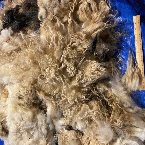 Raw wool fleece, Icelandic sheep