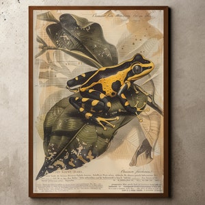 Vintage Bumblebee Poison Dart Frog Art Print, Ernst Haeckel Print, Naturalist Wall Art Decor, Nature Sketch, Botanical, Frog Print Poster