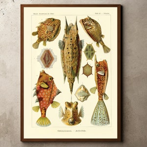 Decoración tropical, Kunstformen der Natur, Arte botánico de la pared, Impresión de vida marina, Criaturas marinas, Impresiones botánicas, Cartel de la naturaleza, Ernst Haeckel