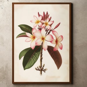 Vintage Blumenzeichnung, rustikaler antiker Bauernhausdruck, botanische Skizze, tropische Frangipani-Malerei, botanische Frangipani-Illustration