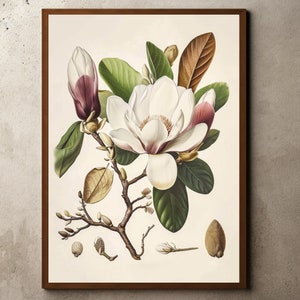 Dibujo vintage de flor de magnolia, grabado rústico antiguo de granja, bodegón de flores, boceto botánico, arte de magnolia, grabado antiguo de magnolia