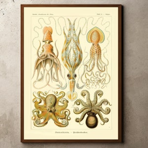 Octopus Print, Kunstformen der Natur, Botanical Wall Art, Marine Life Print, Sea Creatures, Botanical Prints, Nature Poster, Ernst Haeckel