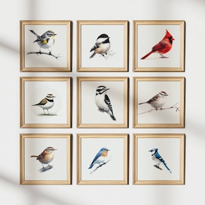 Set of 9 Realistic North America Bird Prints | Wall Art | PRINTABLE | Digital Download