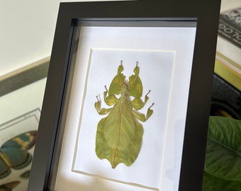 Phyllium pulchrifolium, green leaf insect