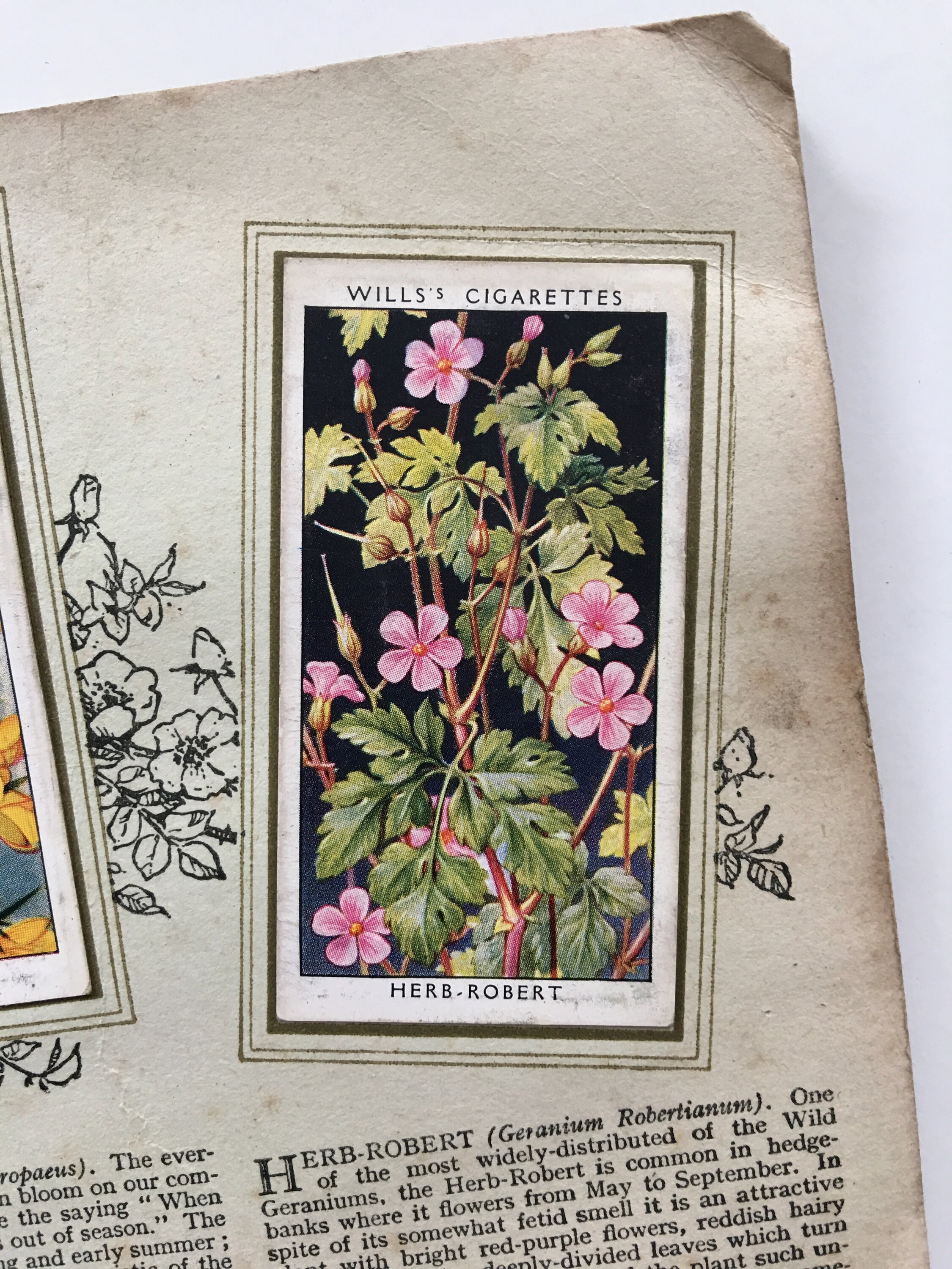 Wild Flowers Originals Cigarette Card Album by W.D & H.O Wills