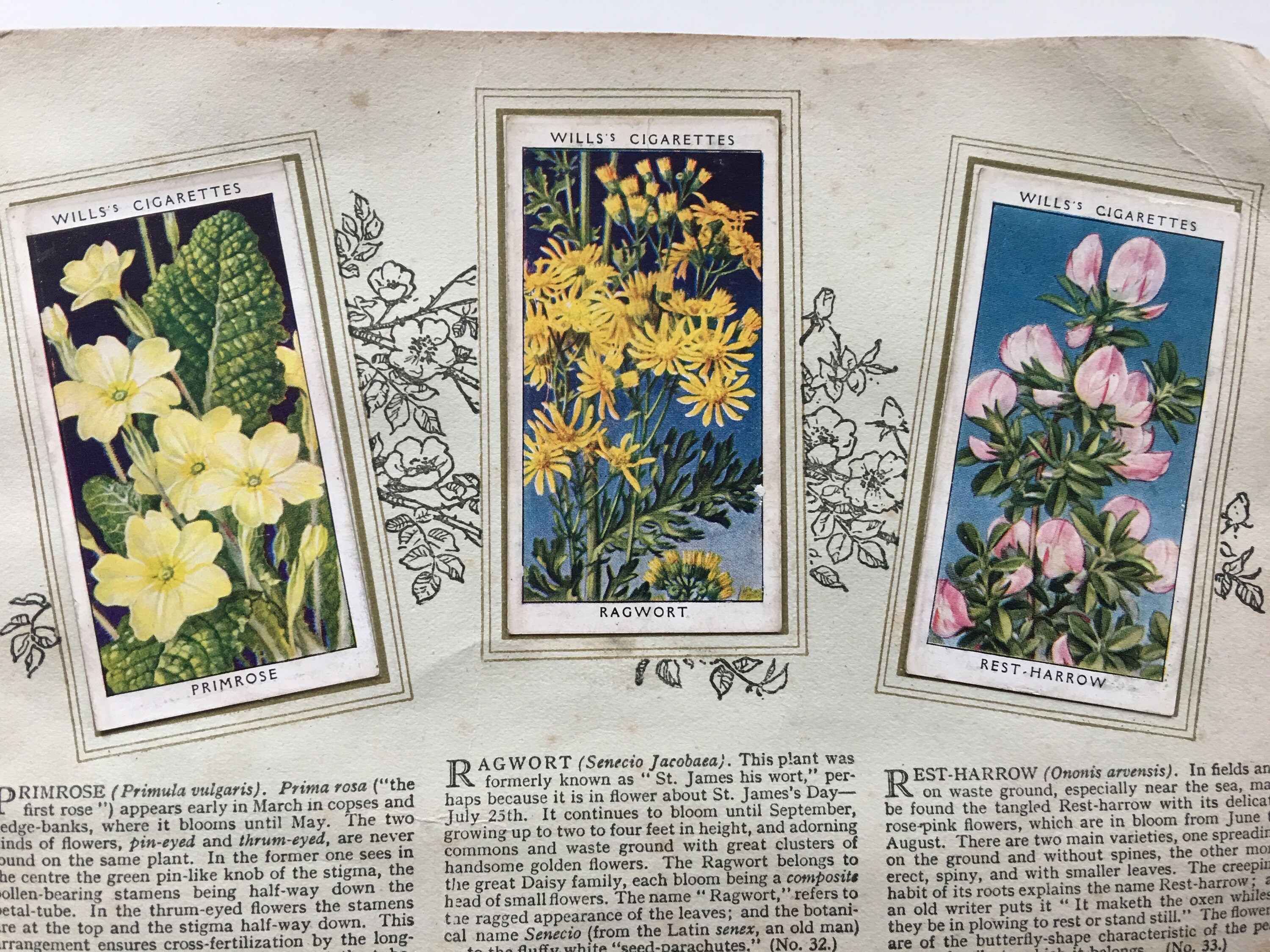 Wild Flowers Originals Cigarette Card Album by W.D & H.O Wills