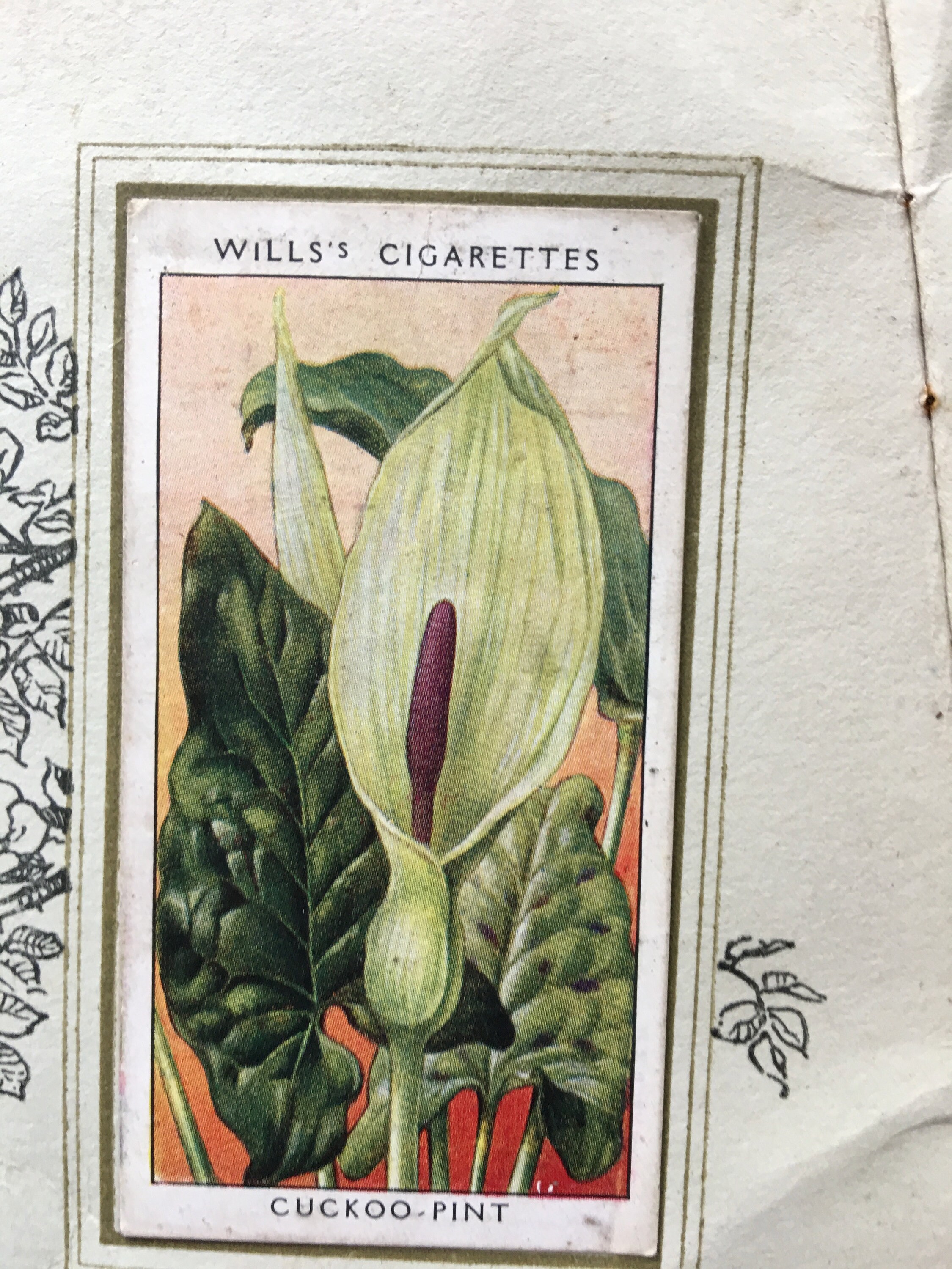Wild Flowers Originals Cigarette Card Album by W.D & H.O Wills