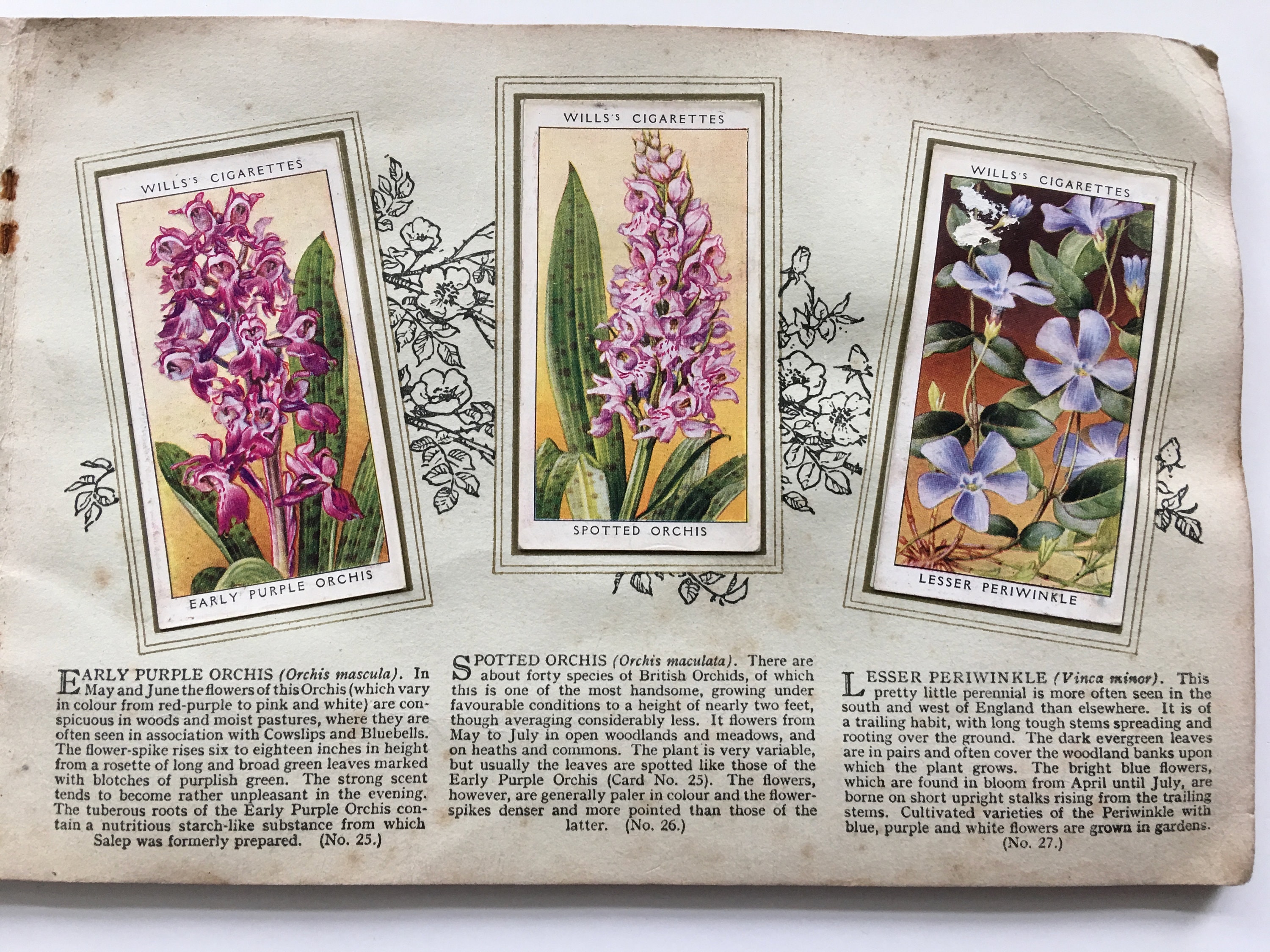 Wild Flowers Originals Cigarette Card Album by W.D & H.O Wills