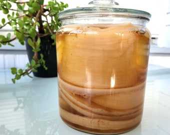 Kombucha Culture/SCOBY for Home Brewing, Organic, Probiotic Culture, Fermented Food & Drinks, Natural Home Remedy Gift