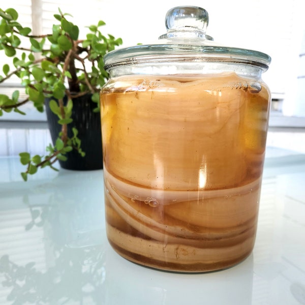 Kombucha Culture/SCOBY for Home Brewing, Organic, Probiotic Culture, Fermented Food & Drinks, Natural Home Remedy Gift