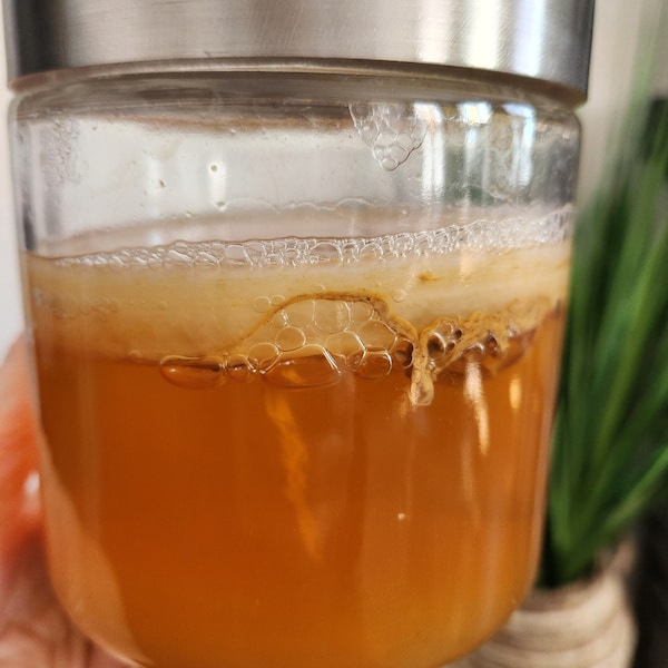 Authentic Jun Green Tea SCOBY,  Fast Fermenting Organic Jun, Champagne of Kombucha, Original Jun Probiotic Culture, Probiotic Drink