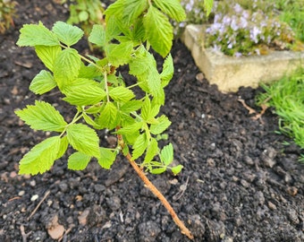 2 Raspberry Live Plants, 3-5 Year Old Bareroot Plants, Fast Growing, Extremely Vigorous Variety! Best in Zones: 3-8.