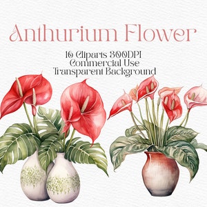 Aquarell rote Blume Anthurium Clipart Digitaler Download PNG Keramik Vase Clipart einzelnen Journal Blumen Clip Art einzelnen Elemente