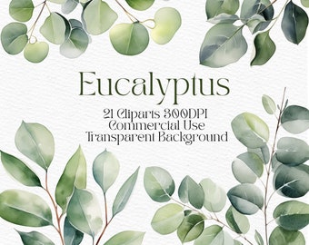 Watercolor Eucalyptus Clipart Digital Download Leaf PNG Greenery Clipart Individual Journal Flowers Clip art Eucalyptus Individual Elements