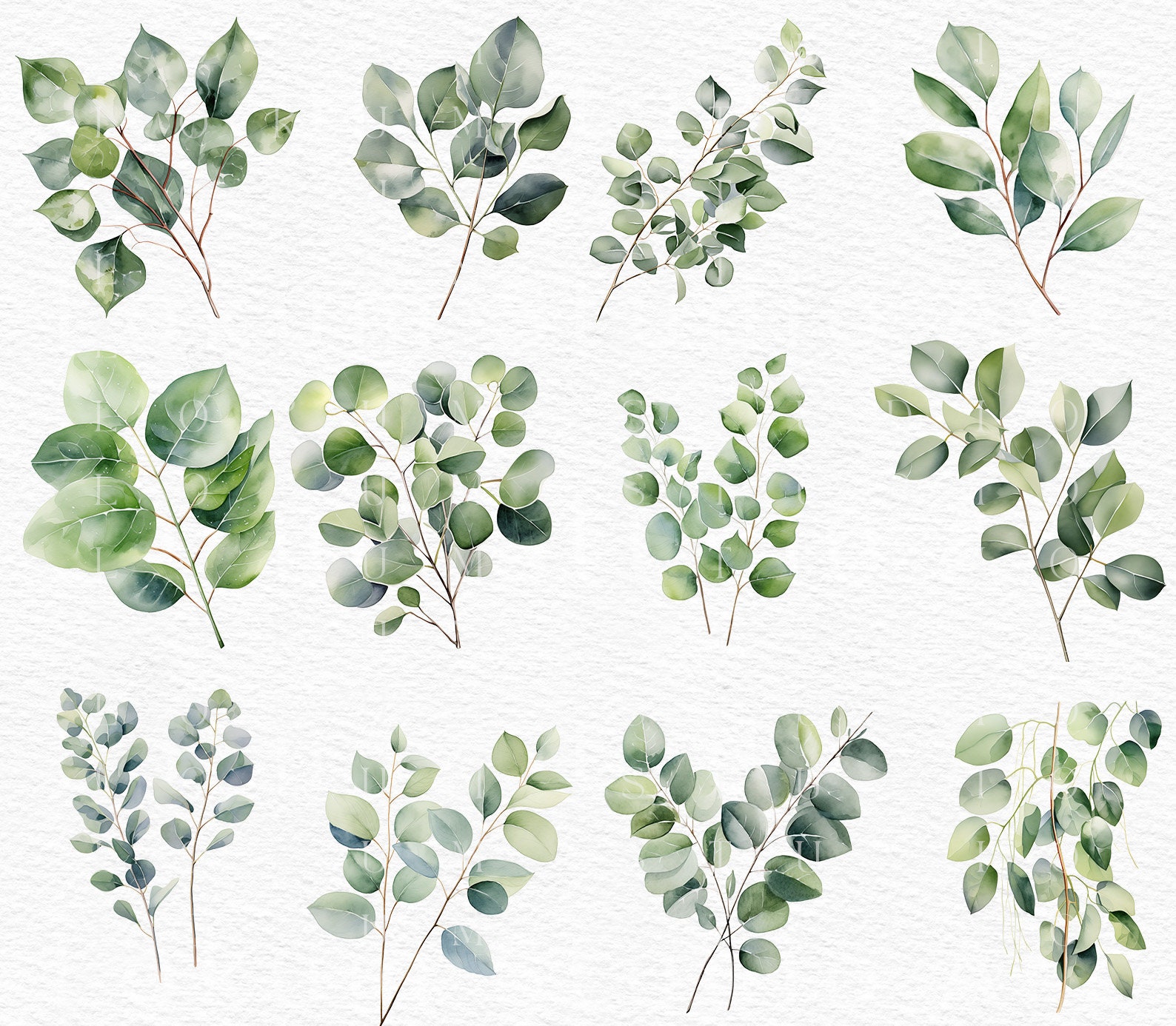Watercolor Eucalyptus Clipart Digital Download Leaf PNG Greenery ...
