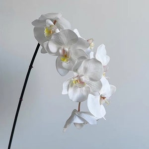 May include: A close-up of a white orchid plant with several open flowers. The petals are a bright white with yellow and pink accents in the center. The stem is dark brown, set against a plain white backdrop.