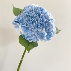 May include: A single stem of a blue hydrangea flower with green leaves. The large flower head is a cluster of small, light blue petals. The stem is green and has a few small brown spots.