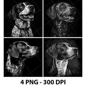 May include: A black and white digital art print featuring four portraits of a Pointer dog. Each portrait showcases the dog's head and shoulders, with varying expressions and poses. The text "4 PNG - 300 DPI" is at the bottom.