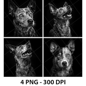 May include: Four black and white photos of Australian Shepherd dogs. Each dog is looking at the camera with a different expression. The photos are cropped to show the dogs' heads and necks.