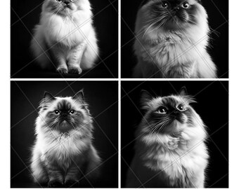 Himalayan Cat Cute Portrait Slate Engraving File Laser Engraved PNG Design Pattern 2026 Trending Gift Personalized Wood Etched Stone Art