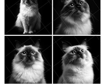Birman Cat Cute Portrait Face Slate Engraving File Laser Engraved PNG Design Pattern 2026 Trending Gift Personalized Wood Etched Stone Art