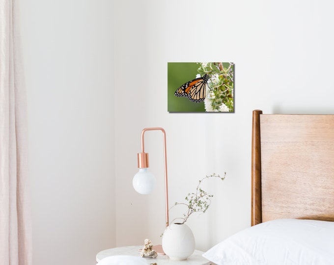 Butterfly Prints On Canvas, Wildlife Photography Prints, Nature Photo On Canvas, Wall Art