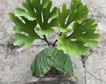 Omniplant_p. Willinckii Bacteria Spore mediuminclude Wood Omniplant_p. Willinckii Bacteria Spore mediuminclude Wood