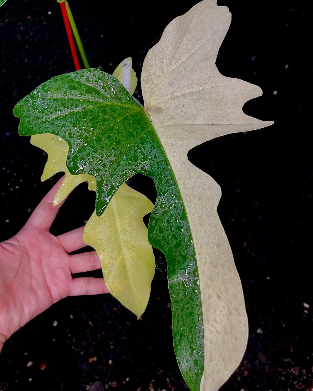 Variegated Golden Dragon - Etsy Variegated Golden Dragon - Etsy