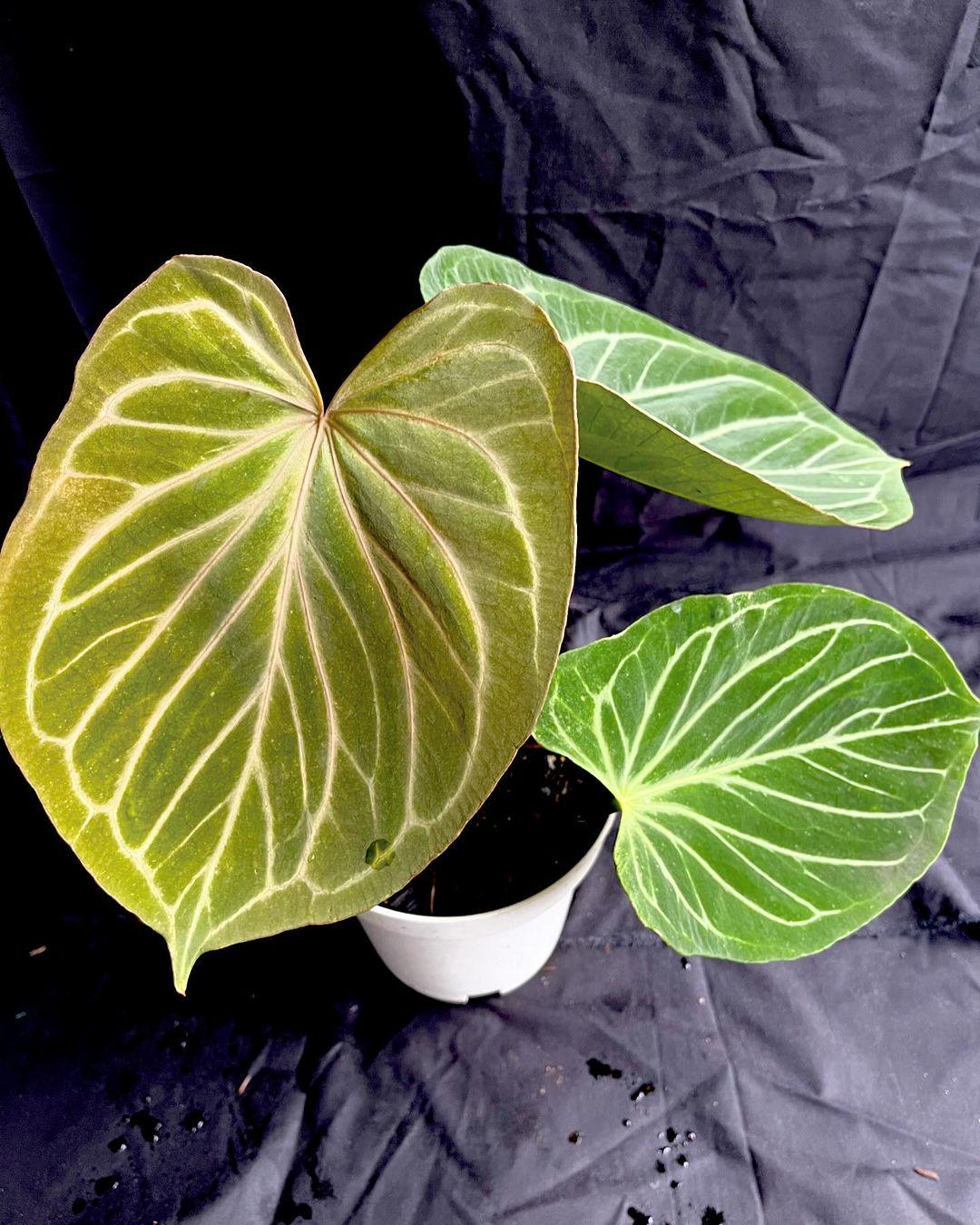 超希少❗️サイズ大❗️アンスリウム　ルネッサンス　斑入り✨ アンスリウムって巨大化することを忘れてついついお迎えしてしまいます