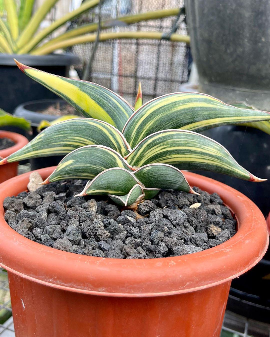 希少種 サンスベリア ロリダ Sansevieria Rorida レアな サンセベリア