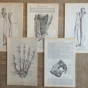 May include: Five vintage anatomical illustrations of the human body, including the forearm, hand, and pelvis. The illustrations are in black and white with red markings.