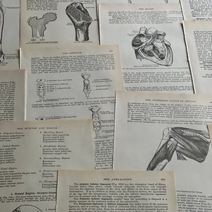 May include: A collection of vintage anatomical illustrations from a medical textbook. The illustrations depict the human skeleton, muscles, and organs. The text includes labels for each anatomical structure.