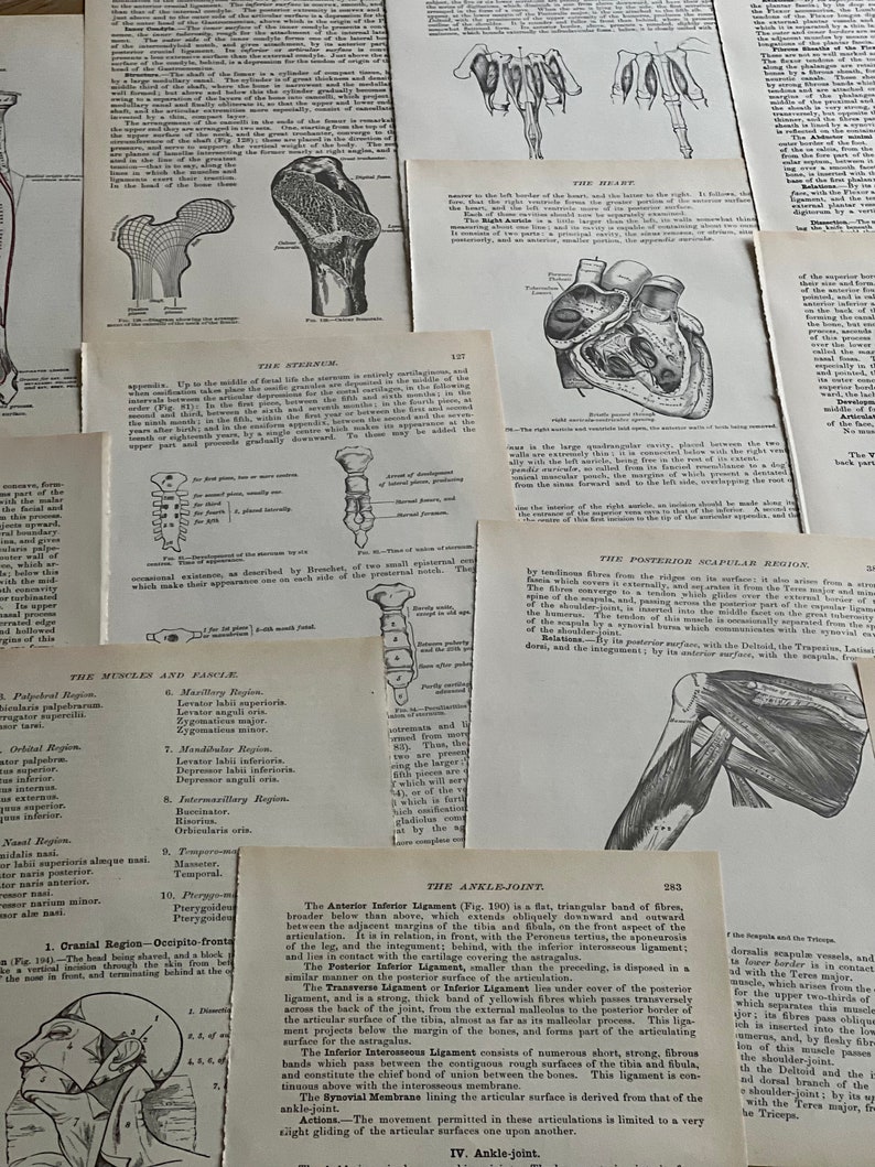May include: A collection of vintage anatomical illustrations from a medical textbook. The illustrations depict the human skeleton, muscles, and organs. The text includes labels for each anatomical structure.