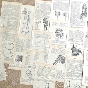 May include: A collection of vintage anatomical illustrations printed on paper. The illustrations depict various parts of the human body, including the heart, legs, and skull.