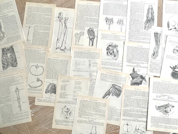 Gray's Anatomy Ephemera Bundle: 1977 Medical Diagrams, Vintage Book Pages