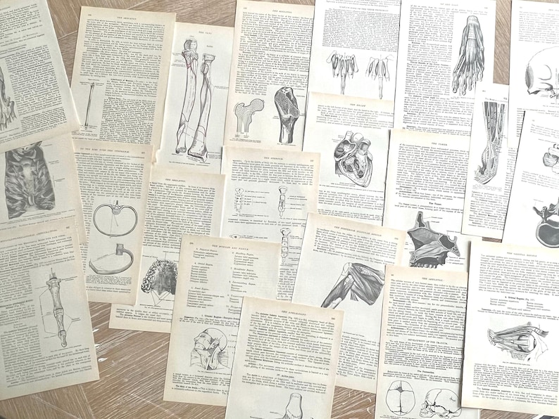 May include: A collection of vintage anatomical illustrations printed on paper. The illustrations depict various parts of the human body, including the heart, legs, and skull.