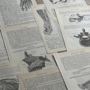 May include: Close-up of anatomical illustrations from a vintage medical textbook. The images depict the bones of the foot, the wrist, the skull, and the nasal cavity. The text describes the bones and their functions.