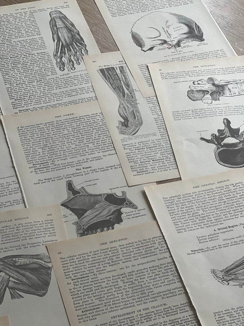 May include: Close-up of anatomical illustrations from a vintage medical textbook. The images depict the bones of the foot, the wrist, the skull, and the nasal cavity. The text describes the bones and their functions.