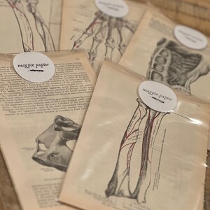May include: Vintage anatomical illustrations of the human body, featuring detailed drawings of bones and muscles. The illustrations are printed on aged paper with a cream background and are labeled with handwritten text. The images are framed by white circles with the text "magpie papier" in black.