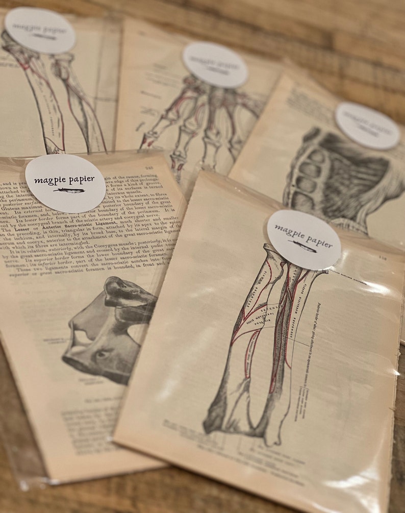May include: Vintage anatomical illustrations of the human body, featuring detailed drawings of bones and muscles. The illustrations are printed on aged paper with a cream background and are labeled with handwritten text. The images are framed by white circles with the text "magpie papier" in black.