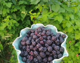 black raspberry | bare root plant