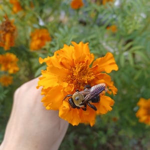 Aztec marigold | heirloom seeds