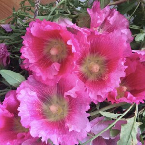 hollyhock | heirloom seeds