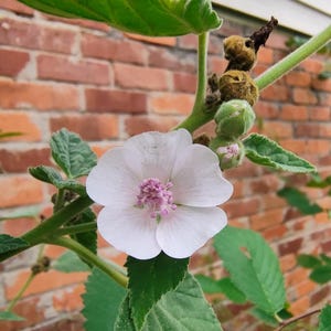 marshmallow | heirloom seeds