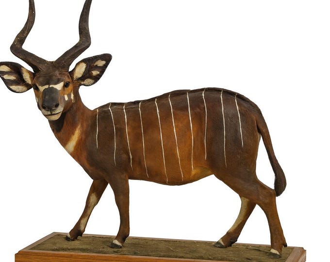 Art Statue Kudu Bongo Louis Paul Jonas Studio | Wildlife Diorama Safari Carving  | Vintage Composition Sculpture Signed African Animals