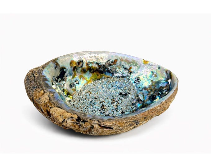 Trinket Coffee Table Dish Abalone Shell Dish Vintage Natural Extra Large Iridescence Barncacles  Jewelry Coastal Grandma Beach Cottage