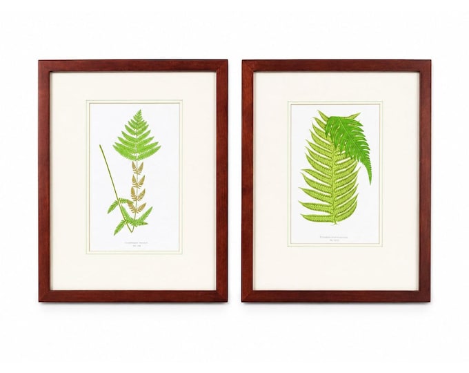 Botanical Chromolithograph Ferns Framed Pair Antique 1880s Heitelia Horrida -Pinna and Osmunda Claytoniana G. Severeyns  Wall Home Decor